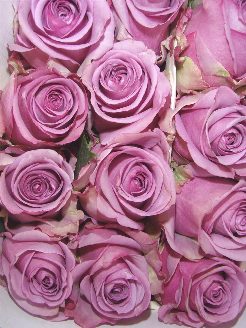 Purple Roses, aesthetic with rose HD phone wallpaper