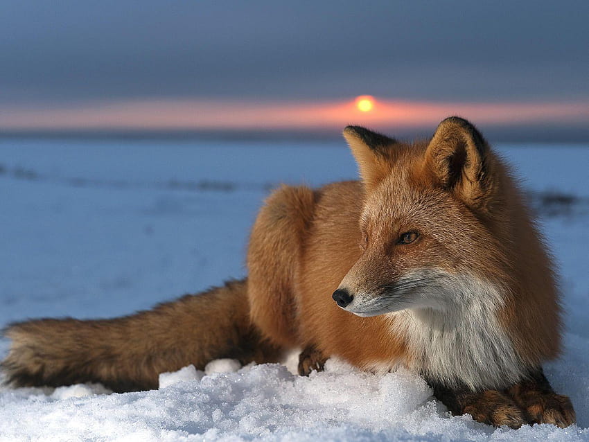 red fox HD wallpaper