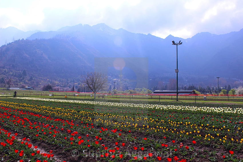 Indira Gandhi Memorial Tulip Garden, Cachemire, jardin de tulipes Indira Gandhi Fond d'écran HD