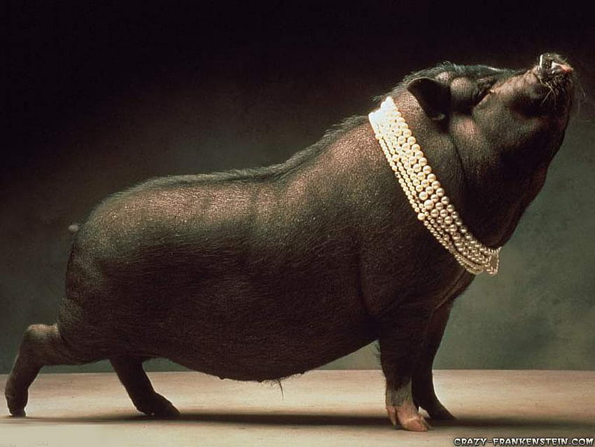 pig black HD wallpaper