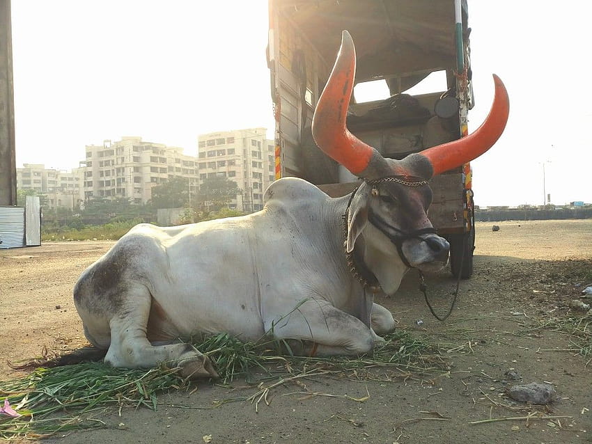 Big horn bull 2 Indian bull. graph by padmakar. HD wallpaper