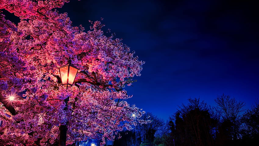 2560x1440 sakura, flowers, lantern, blooms, spring evening HD wallpaper