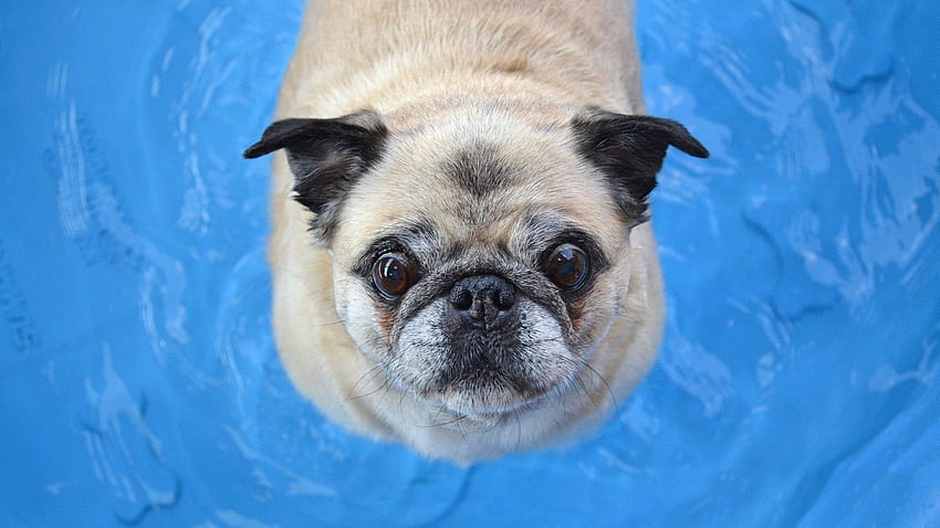 Pug in Swimming Pool, swimming memes HD wallpaper | Pxfuel