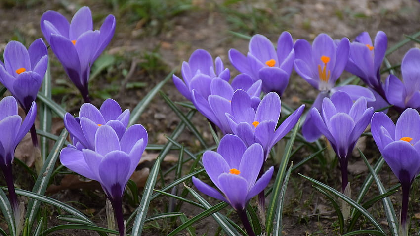 紫色のクロッカス、花、春 5120x2880 U 高画質の壁紙