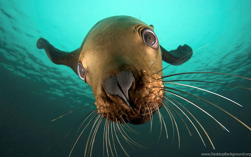 Amazing Sea Animals Backgrounds, ocean creatures HD wallpaper