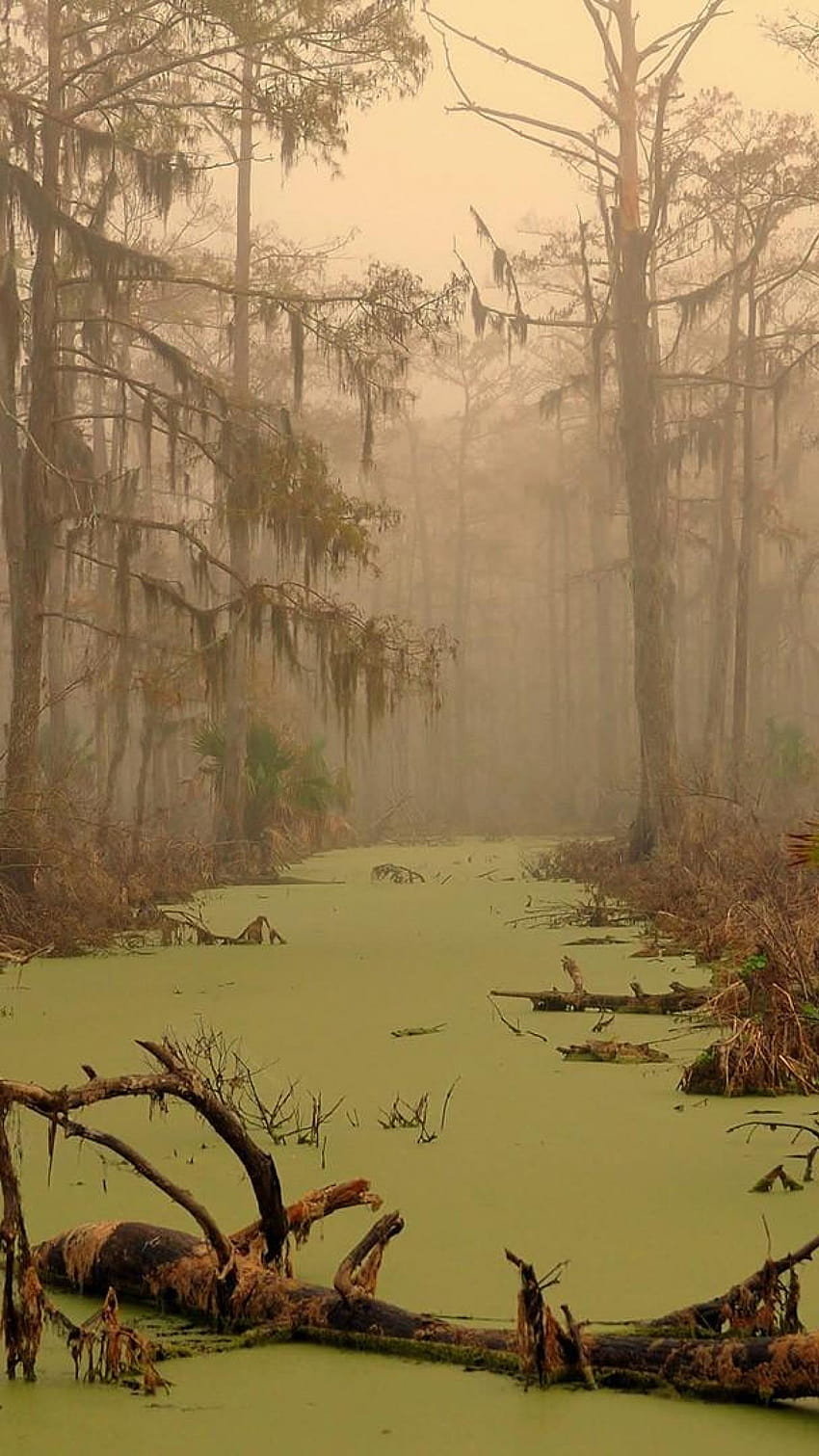 Swamp Backgrounds  Wallpaper Cave