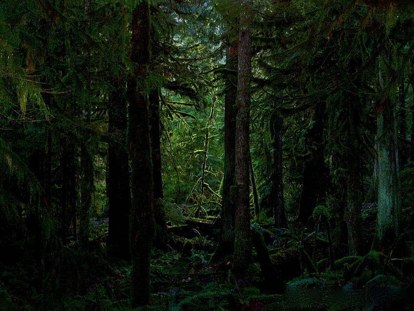 Twilight New Moon Forest, twilight forest HD wallpaper