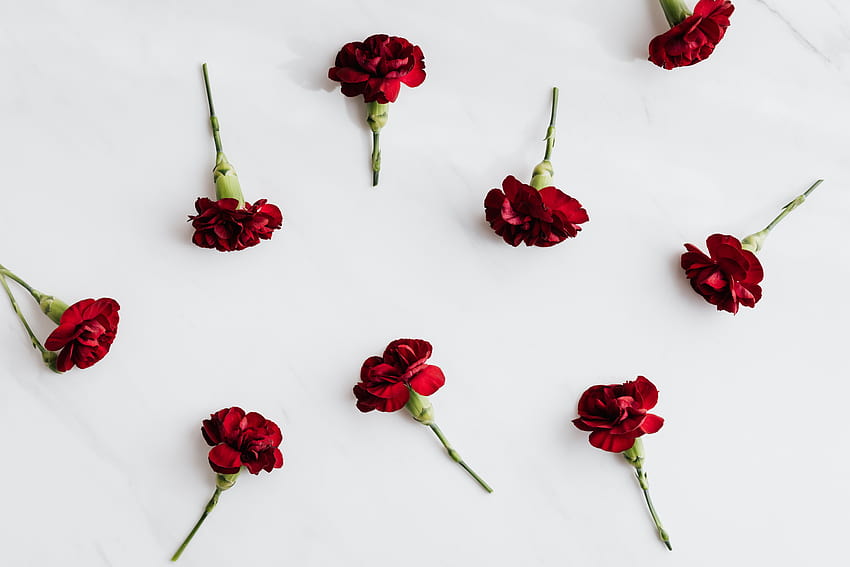 Wine red carnations with stems on white backgrounds · Stock HD wallpaper