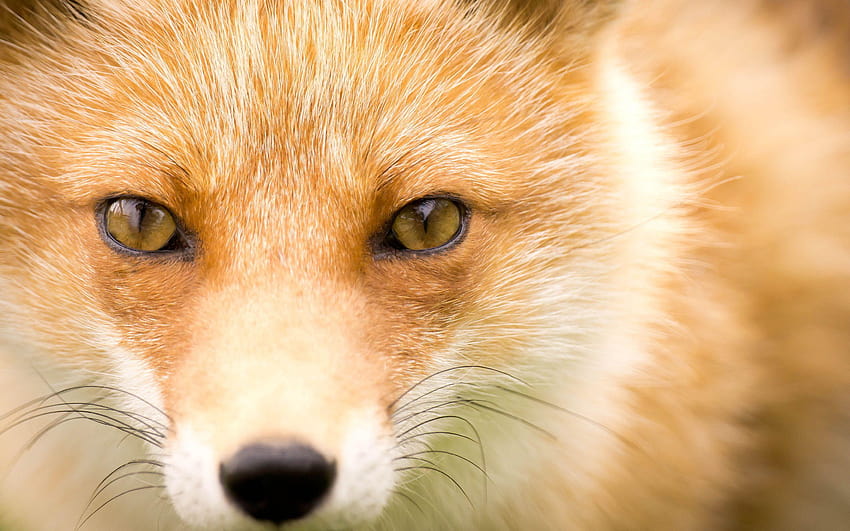Mind blowing fox for, red fox HD wallpaper