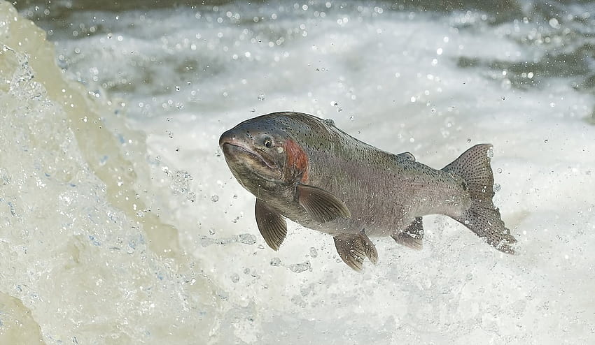fish kamchatkan rainbow trout steelhead, 2047x1189, Kamchatkan rainbow trout HD wallpaper