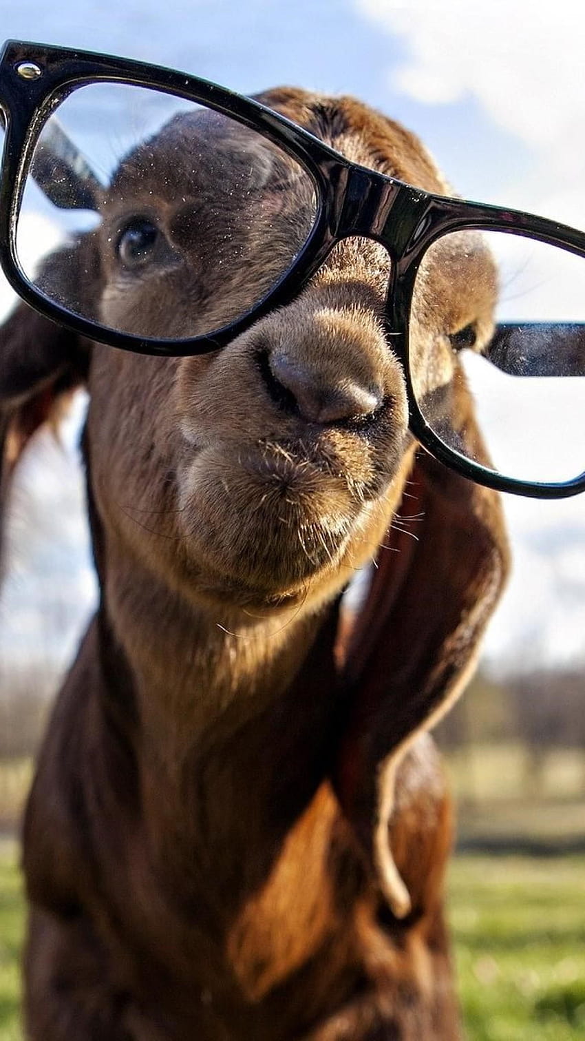 Goat Got Swag, Funny and, funny goat HD phone wallpaper