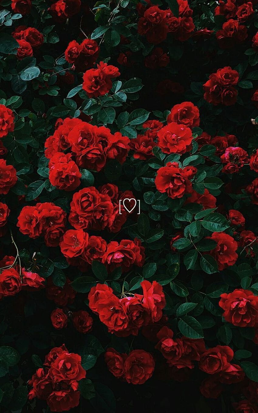 flores estéticas rosas vermelhas com coração se encaixam perfeitamente em [750x1200] para seu celular e tablet, vermelho escuro estético Papel de parede de celular HD