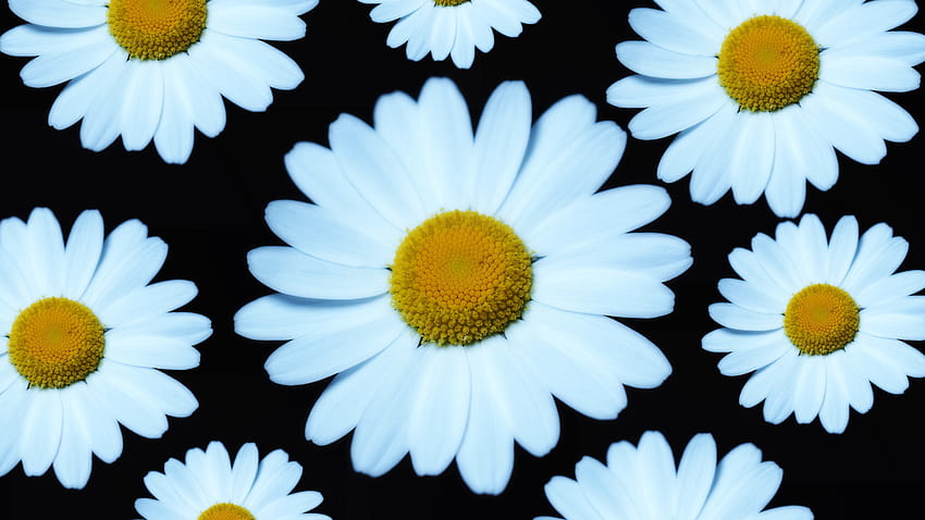 5120x2880 marguerite, white flower, bloom , 5120x2880 , background, 24842 HD wallpaper