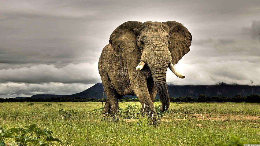 elephants, Animals, African, Nature, Grass, Savannah, wildlife graphy HD wallpaper