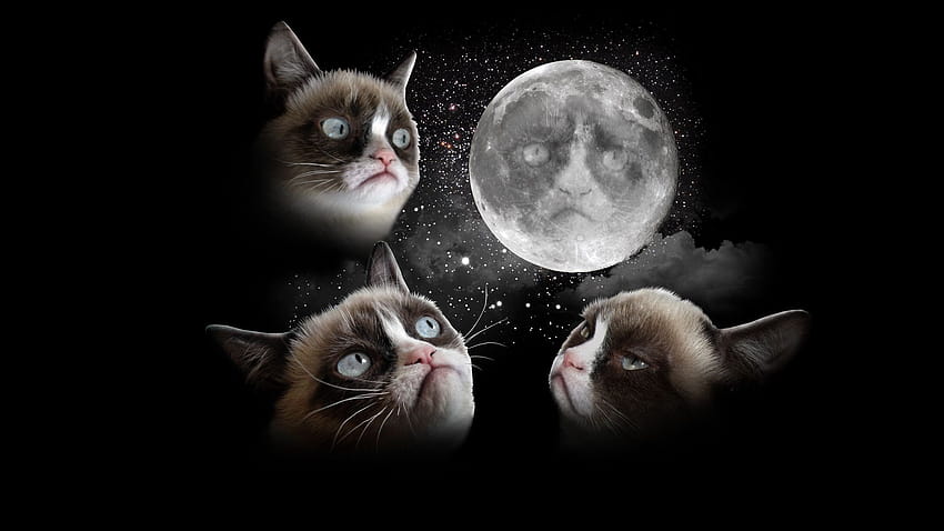 MOST FUNNY QUOTES 27 GRUMPY CAT FUNNY MEMES GRUMPY CAT, grumpy cat memes HD wallpaper