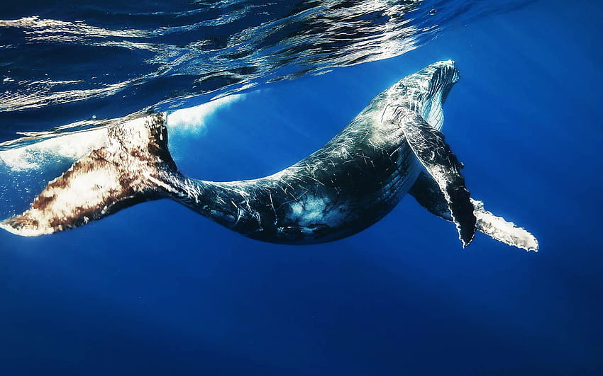 Megattera subacquea / pinna di balena dei diritti coda no alla crudeltà no al mondo marino Sfondo HD