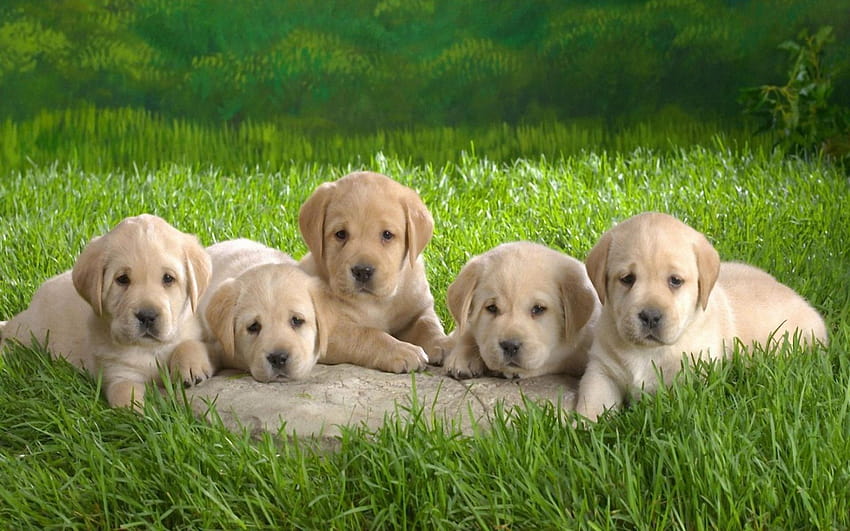 A Bunch Of Labrador Puppies : Écran large : Haut, labrador retriever 1366x768 Fond d'écran HD