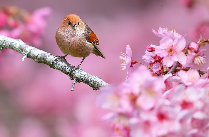: birds, animals, depth of field, pink flowers, nature, branch, cherry blossom, spring, flower, plant, flora, petal, fauna, perching bird, produce, close up, macro graphy, old world flycatcher, 1920x1263 px 1920x1263, pink spring flowers HD wallpaper