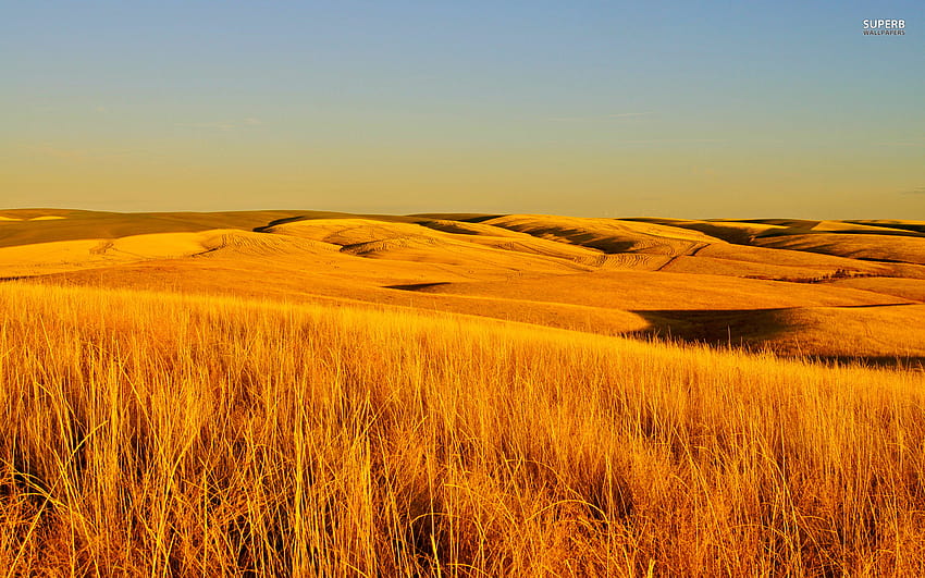 Dry Grass Fields HD wallpaper