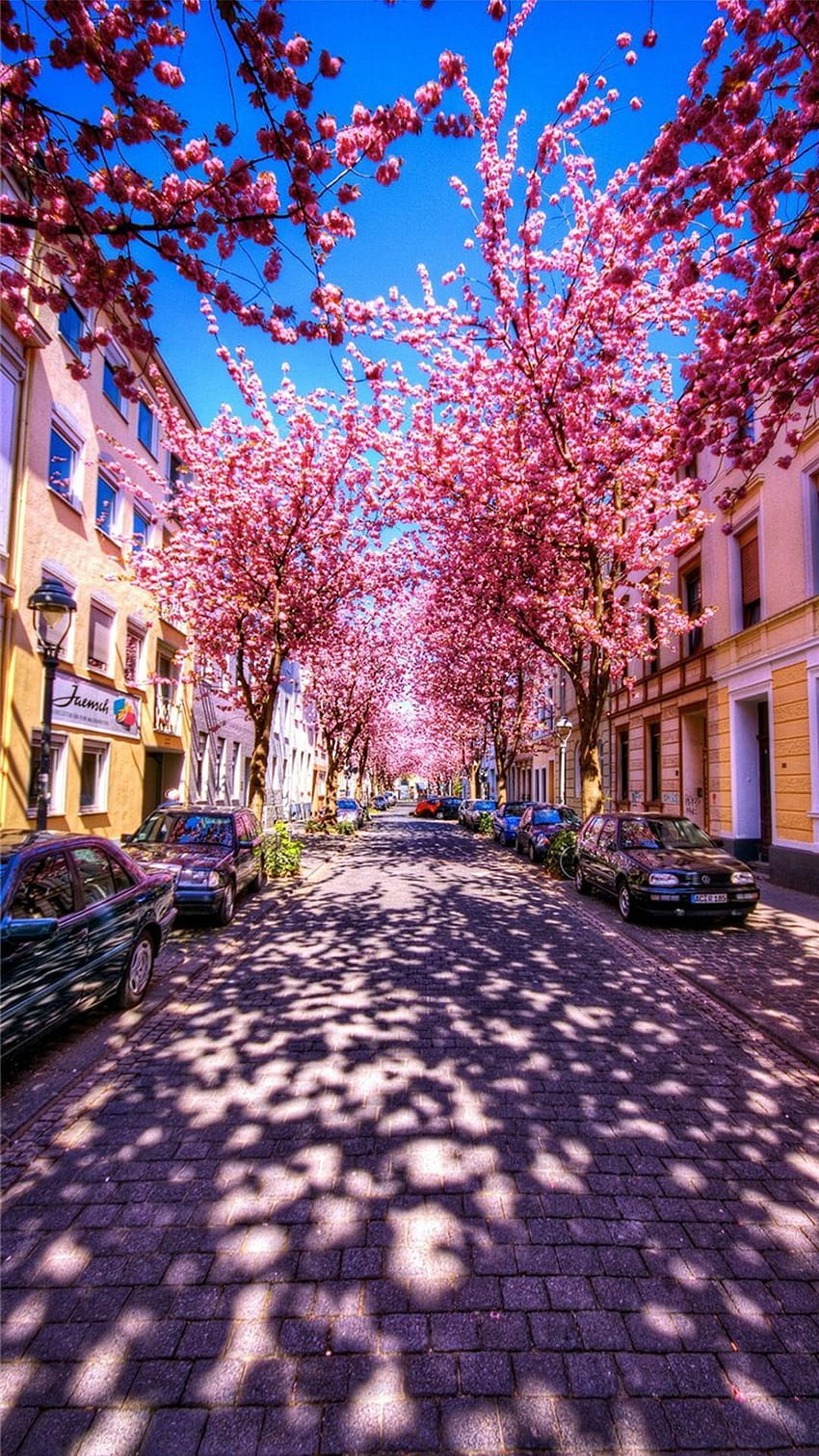 Beautiful Street, sunny avenue HD phone wallpaper