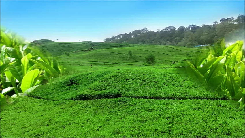 Green Tea Leaves, tea garden HD wallpaper