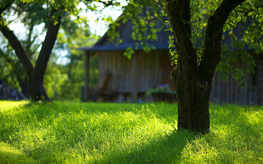 Sommergarten grünes Gras, Sommerhof HD-Hintergrundbild