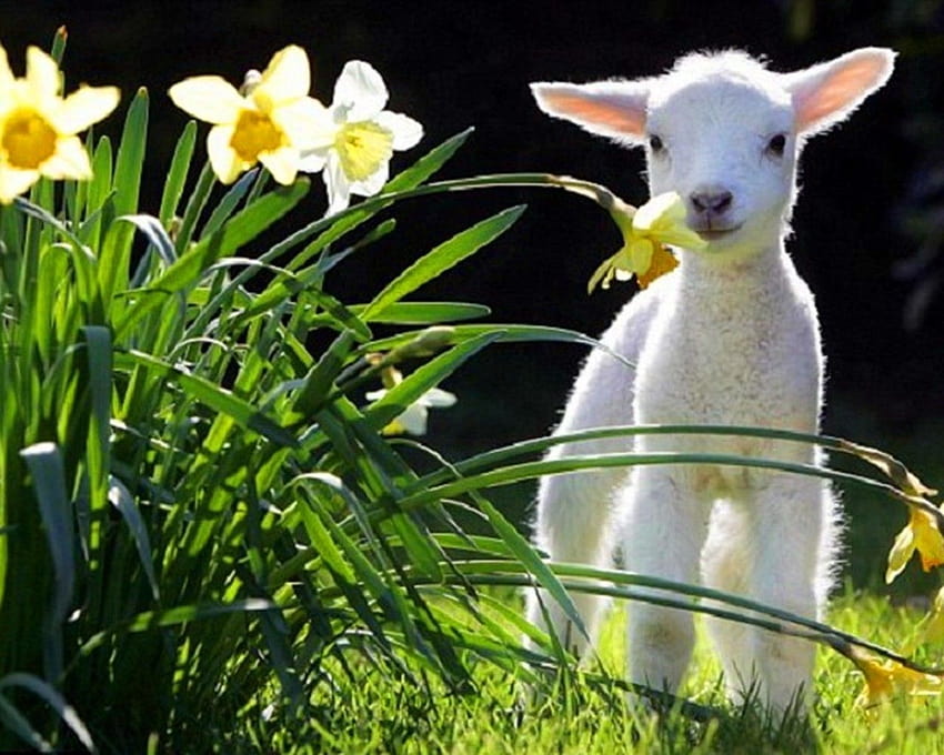 fiori animali erba primavera agnello narcisi agnelli fiori bianchi cuccioli di animali 1280x1024…, cuccioli di primavera Sfondo HD