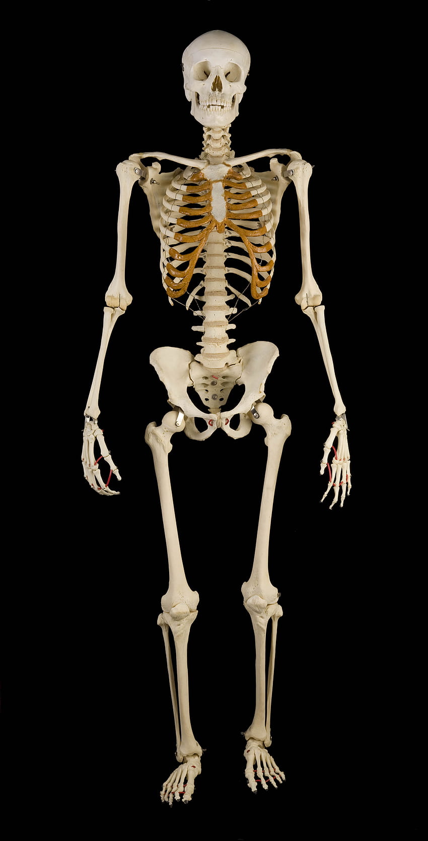 1 esqueleto humano, sistema esquelético fondo de pantalla del teléfono