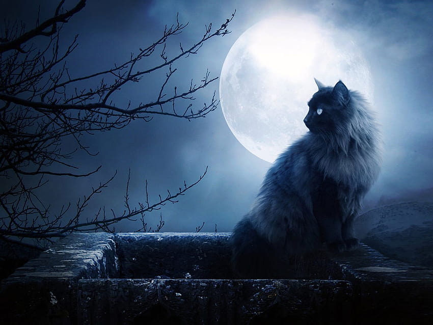 Scary Cats posted by Zoey Peltier, creepy cat HD wallpaper