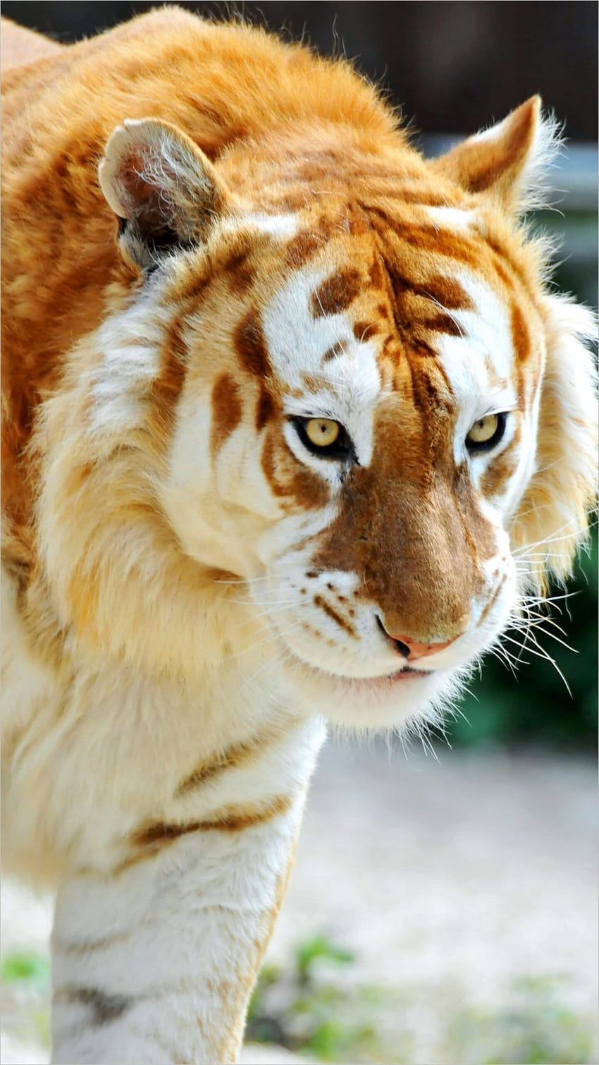 Golden Tiger, rare animals HD phone wallpaper | Pxfuel