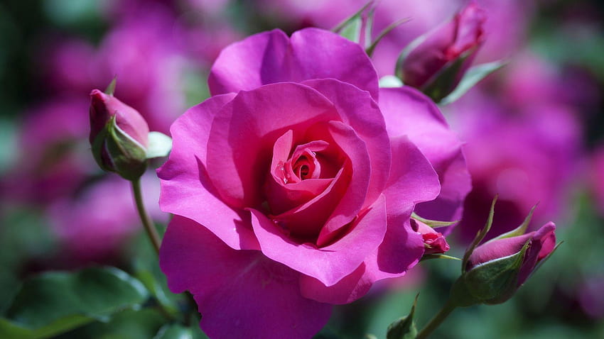 Roses Types Names And Colors, purple rose flower HD wallpaper