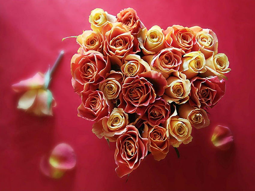 Valentine's Day Flowers HD wallpaper | Pxfuel