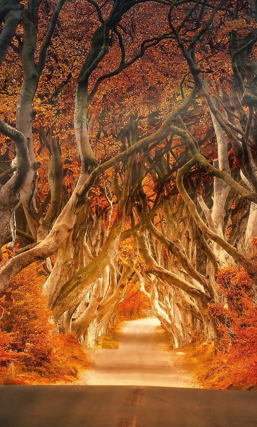 1280x2120 The Dark Hedges Armoy Ireland Road Avenue Forest iPhone , Backgrounds, and, autumn jungle HD phone wallpaper