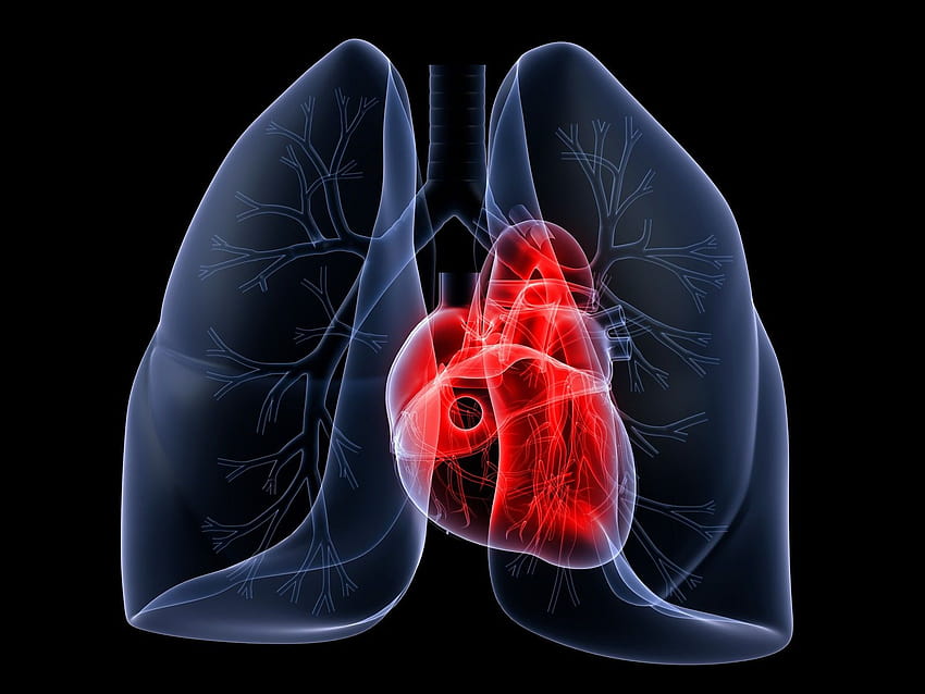 respiratory system HD wallpaper