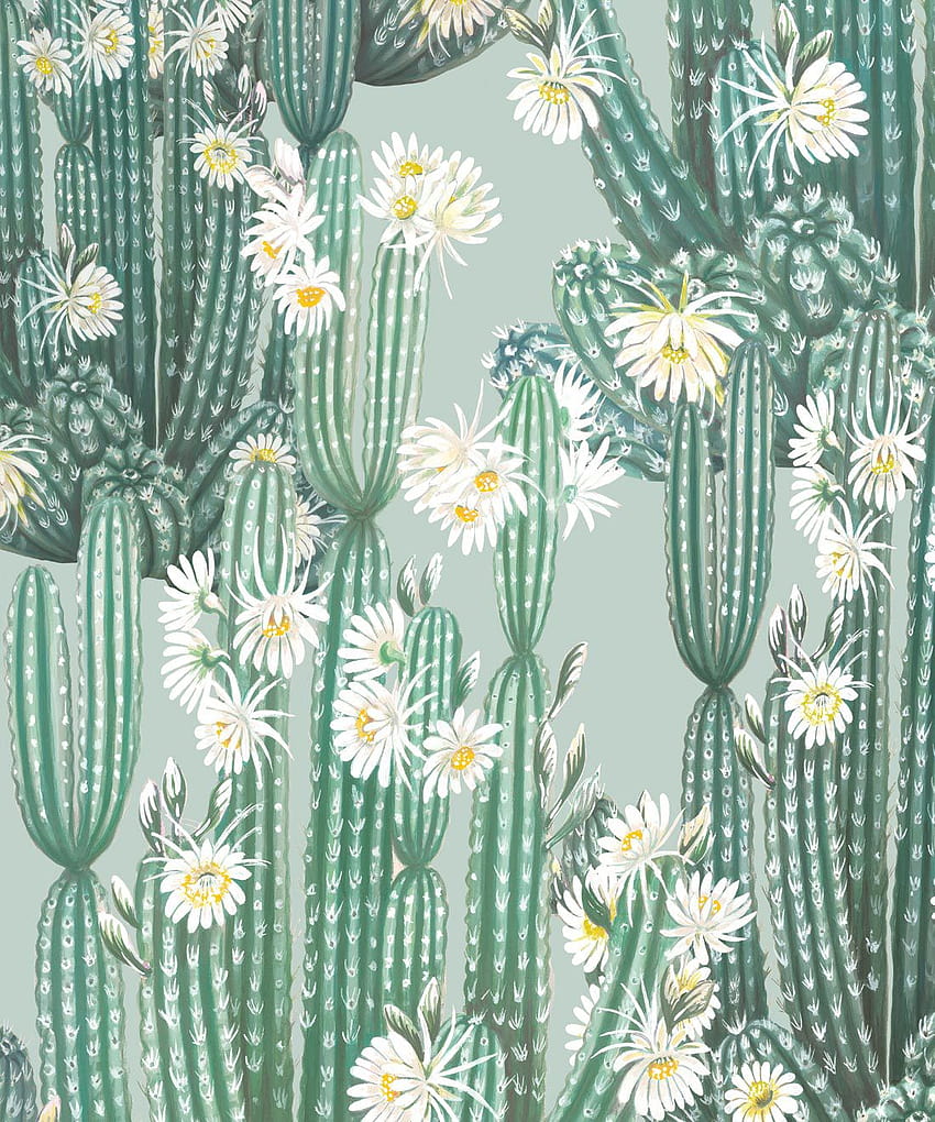San Pedro • Cactus • Milton & King USA, aesthetic cactus HD phone wallpaper
