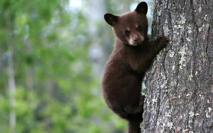 Pin on Animal Shtuff <3, bear cubs HD wallpaper