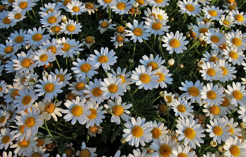 ฤดูร้อน, ดอกไม้, อารมณ์, ดอกคาโมไมล์ , ส่วน цветы วอลล์เปเปอร์ HD