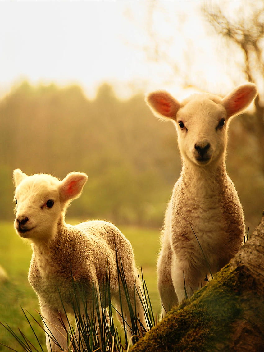 Baby Lamb, cute lambs HD phone wallpaper