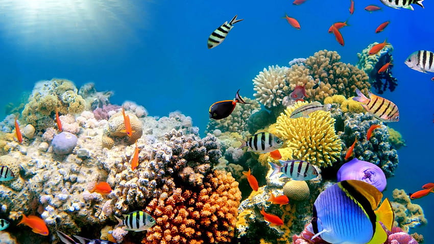 Coral Reef , 40 Beautiful Coral Reef HD wallpaper | Pxfuel