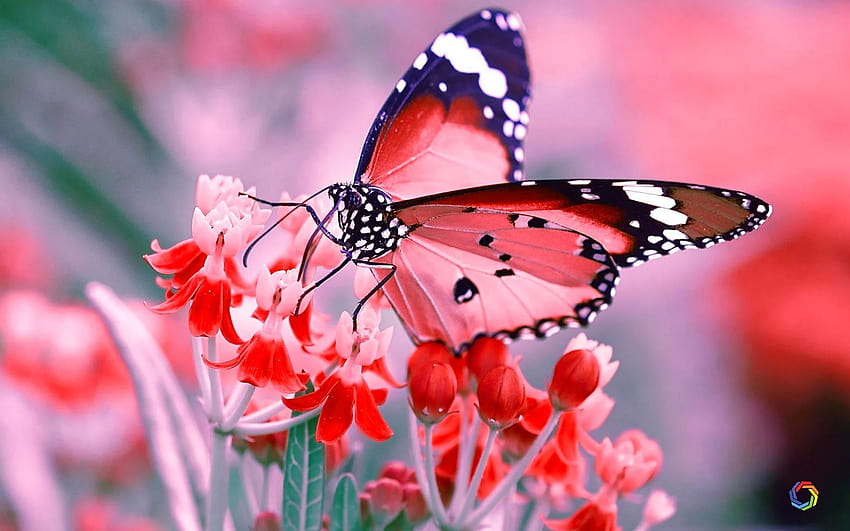 Butterfly U Quality or High Definitio…, butterfly pc HD wallpaper