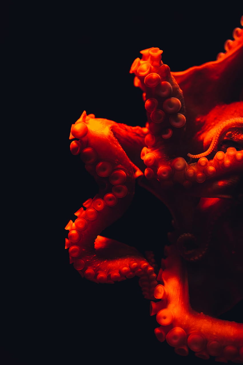 10 Octopus [], cute octopus HD phone wallpaper