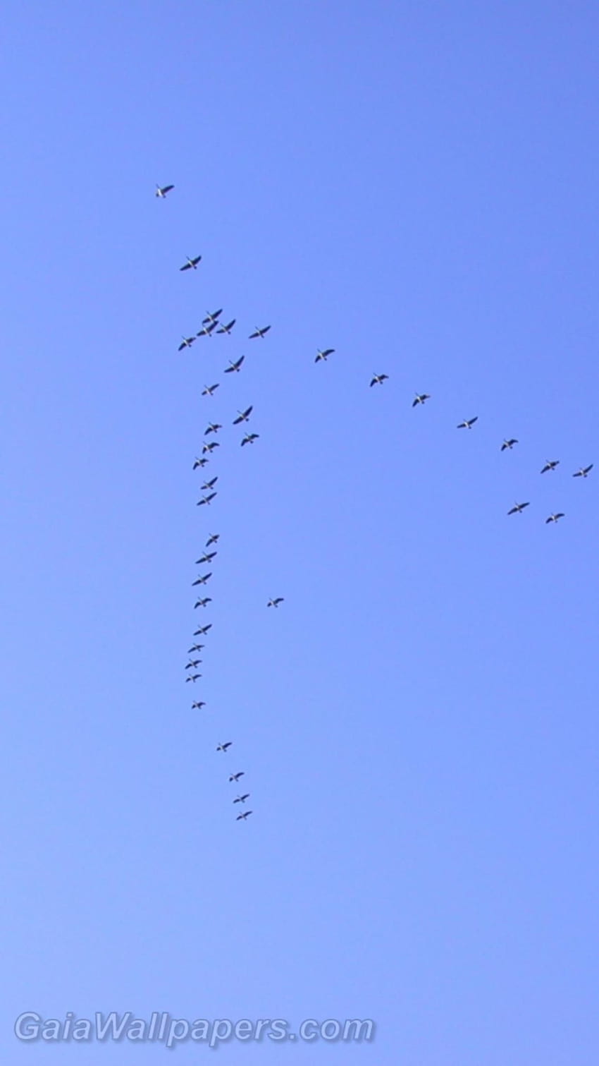 Canada goose migration ...gaia HD phone wallpaper