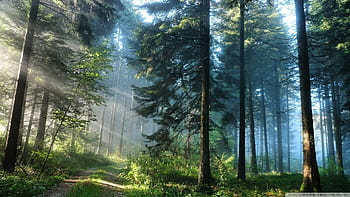 Is the boreal forest on the edge of a climate change tipping point