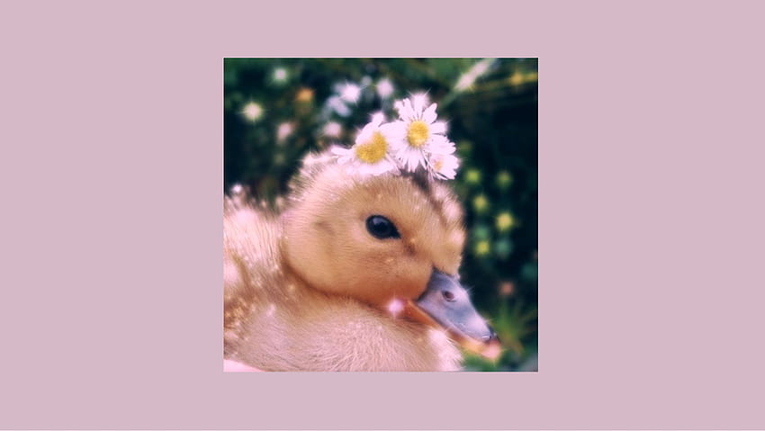 Duck duck cute duck walk HD phone wallpaper  Peakpx