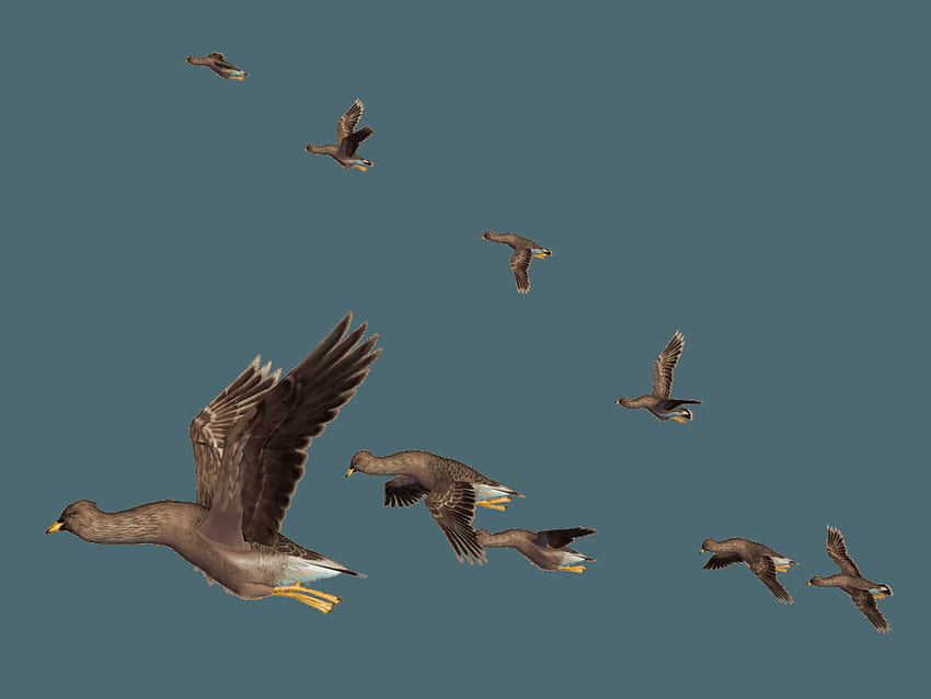 Мигриращи птици Клипарт, прелетни птици HD тапет