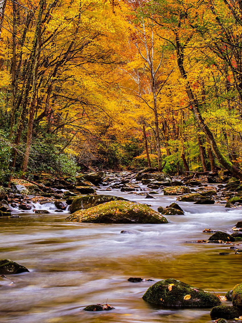 Nature of Autumn Forest in the Great Smoky Mountain National, smoky ...