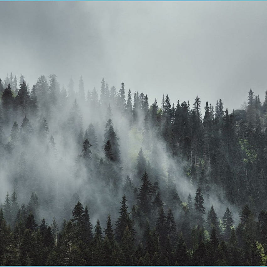8 Foggy Forest, bosque de niebla estético fondo de pantalla del teléfono