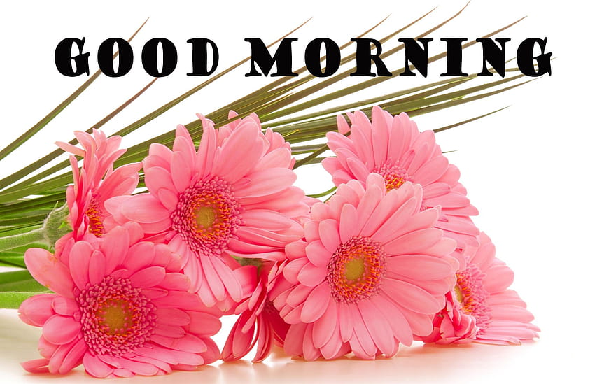 Good Morning Flowers For, good morning beautiful HD wallpaper | Pxfuel