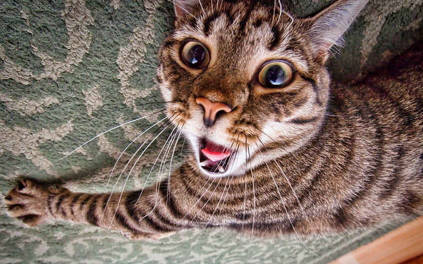 Crazy Cat, weird cats HD wallpaper