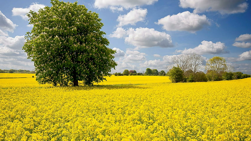 Pohon kastanye, mekar, karpet bunga, pohon, pohon tunggal, mekar, bidang kanola kuning Wallpaper HD
